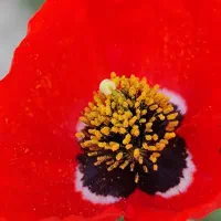 کارگشا دعانوبس مجرب