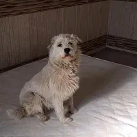 دنبال یه خانواده مهربون میگردم