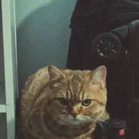 گربه|گربه|امیدیه, |دیوار