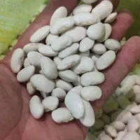 لوبیا سفید ،چیتی و..|خوردنی و آشامیدنی|داران, |دیوار