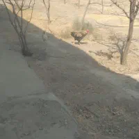 خروس سیاه|حیوانات مزرعه|مشهد, امیریه|دیوار