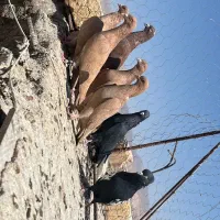 نر سوراخ