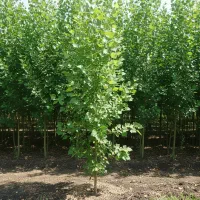 نهال کبوده تبریز  با کیفیت و رشد سریع|خدمات باغبانی و درختکاری|یاسوج, |دیوار