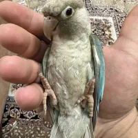 فروش و خریدارطوطی کاسکوملنگوعروس فنچ مرغ عشق و ..|پرنده|تهران, ارامنه|دیوار