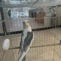 عروس هلندی آلبینو ابلغ