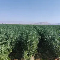 باقله زود رس خارجی
