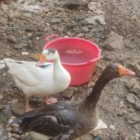 یک جفت غاز صحیح و سلامت