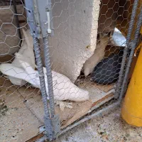 چند جفت  کفتر  عـالـی|پرنده|قم, باجک یک|دیوار