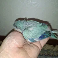 راهب آبی بلو سرلاکی
