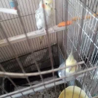 حراج عروس هلندی|پرنده|مشهد, فاطمیه|دیوار