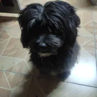 واگذاری سگ تریر