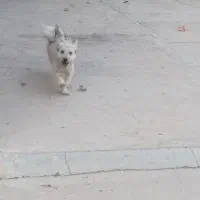 پاکوتاه