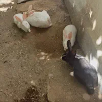 چهارخرگوش سه تا سفید یک مشکی