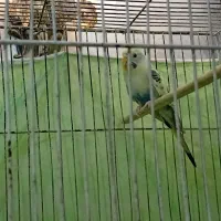 یک جفت مرغ عشق جفت خرده