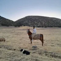 مادیان اصیل کرد|حیوانات مزرعه|چرداول, |دیوار