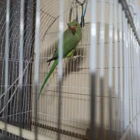 طوطی ملنگو معاوضه با صندلی راک یا مرغ عشق انگلیسی|پرنده|مشهد, شهرک امام هادی (شهرک غرب)|دیوار