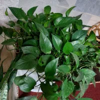فروش انواع گل .مریدان|گل و گیاه طبیعی|کومله, |دیوار