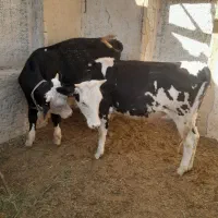 گوساله نره ماده درجه یک
