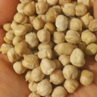 نخود تازه وخوش پخت