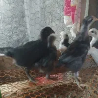 تخم مرغ نطفه دار  گلین لری چهل تاج ریشی|حیوانات مزرعه|شهرضا, |دیوار