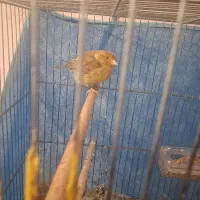 قناری ماده ۷۵۰ت