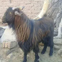 نربز و بزغاله نر|حیوانات مزرعه|فردوس (خراسان), |دیوار