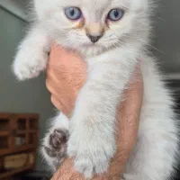 گربه اسکاتیش فولد ماده