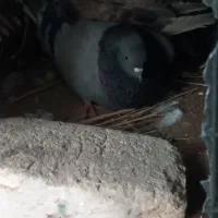 کفتر