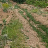 زمین باغی بدون آب خیرآباد