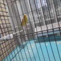 قناری نر سبز کشیده (دورگه سبز علیخانی)