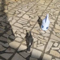 کبوتر مگس نر مست|پرنده|زاهدان, |دیوار