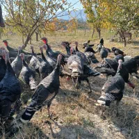 فروش بوقلمون ۶ ماهه|حیوانات مزرعه|سیه رود, |دیوار