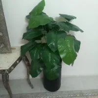 درختچه مصنوعی . ۲۲ برگ. جنس خوب.
