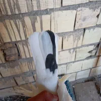 جوجه طوقی|پرنده|زارچ, |دیوار