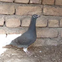 کبوتر|پرنده|مشهد, حسین‌آباد|دیوار