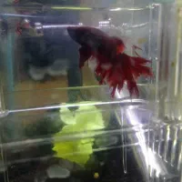 دوجفت ماهی فایتر