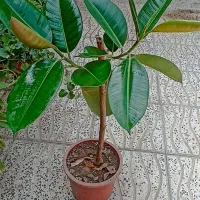 فروش گل های طبیعی