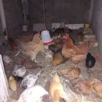 جوجه مرغ محلی