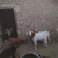 نربز پاکستانی|حیوانات مزرعه|سبزوار, قصبه شرقی|دیوار