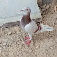 کبوتر ماده پوست پیازی