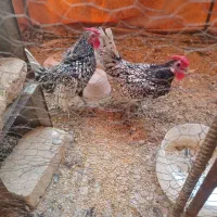 خروس مینیاتوری