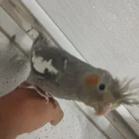 عروس هلندی دستی|پرنده|بومهن, |دیوار