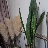 گل وگیاه سانسوریا پوست ماری|گل و گیاه طبیعی|تهران, مشیریه|دیوار