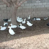 اردک نر وماده