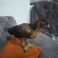 جوجه مرغ گمشده