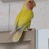 طوطی کوتوله صورت هلویی|پرنده|رفسنجان, |دیوار