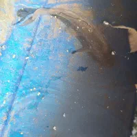 ماهی کوی بزرگ سالم خونگی