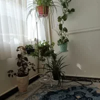 استندگلدان