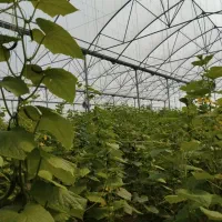 فروش ۱ هکتار زمین کشاورزی همراه با گلخانه|فروش دفتر صنعتی، کشاورزی، تجاری|شوشتر, |دیوار