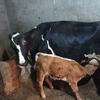 گاو شیری هلشتاین به همراه گوساله ماده سیمینتال|حیوانات مزرعه|ایجرود, |دیوار